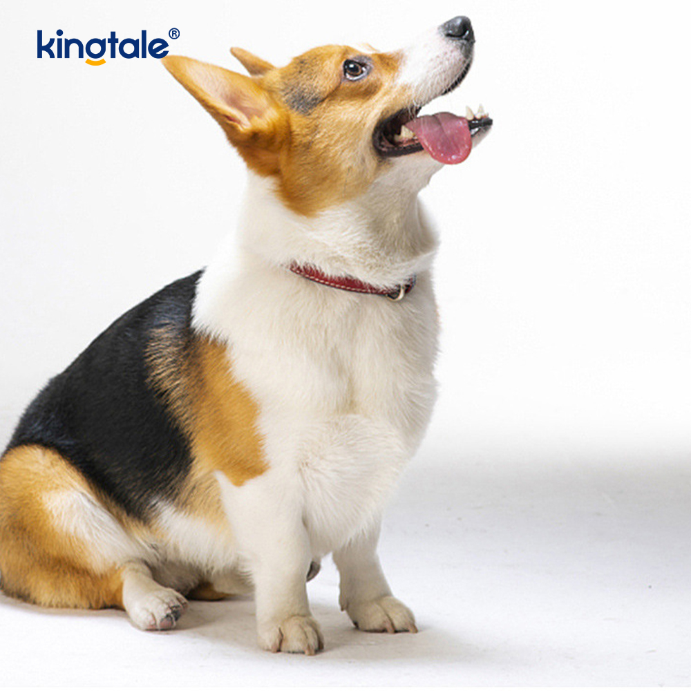 Juguete para perros pelota de goma masticable extraíble para interior y exterior