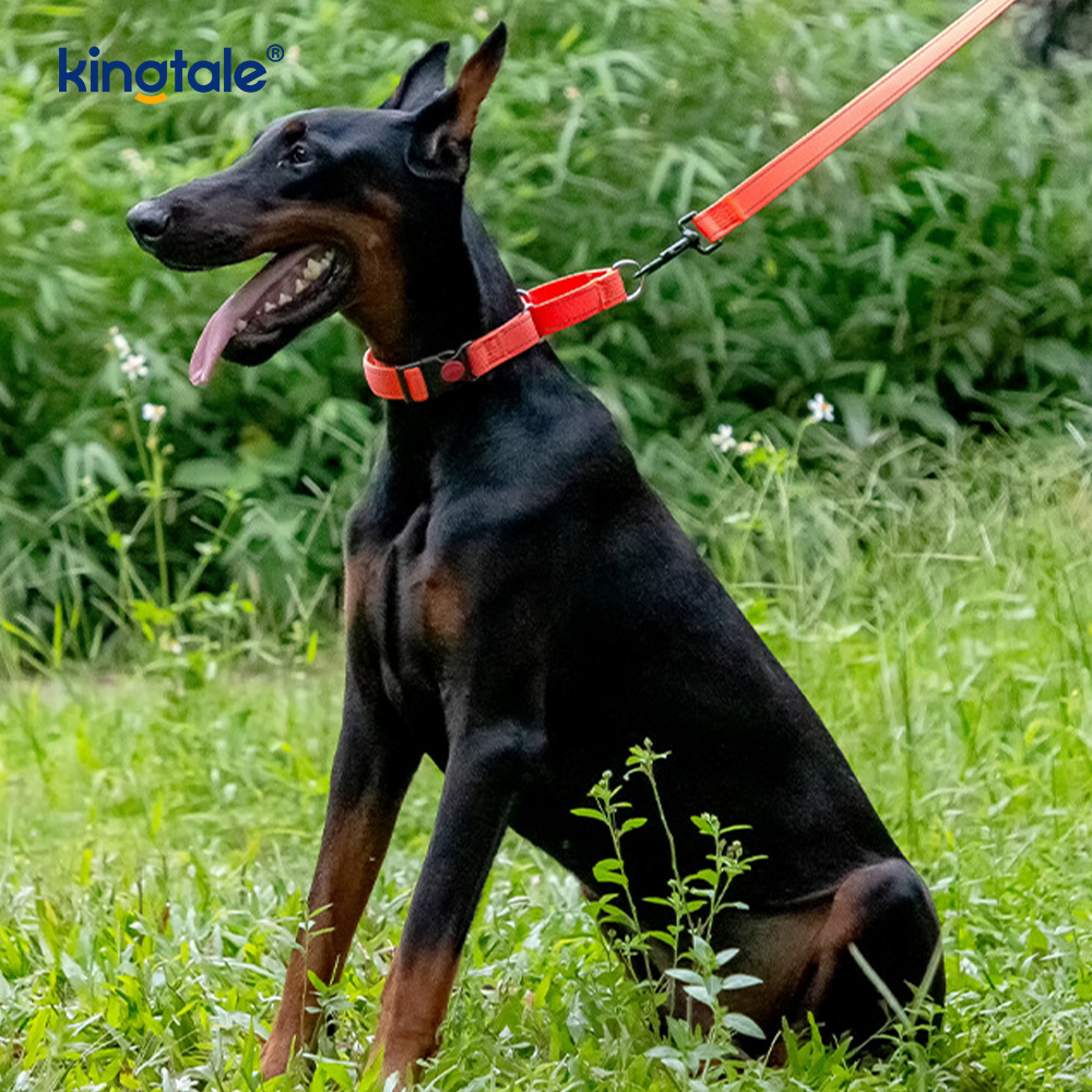 Ningún cuello de perro de nylon ajustable reflexivo de la martingala del tirón para los perros S M A L L