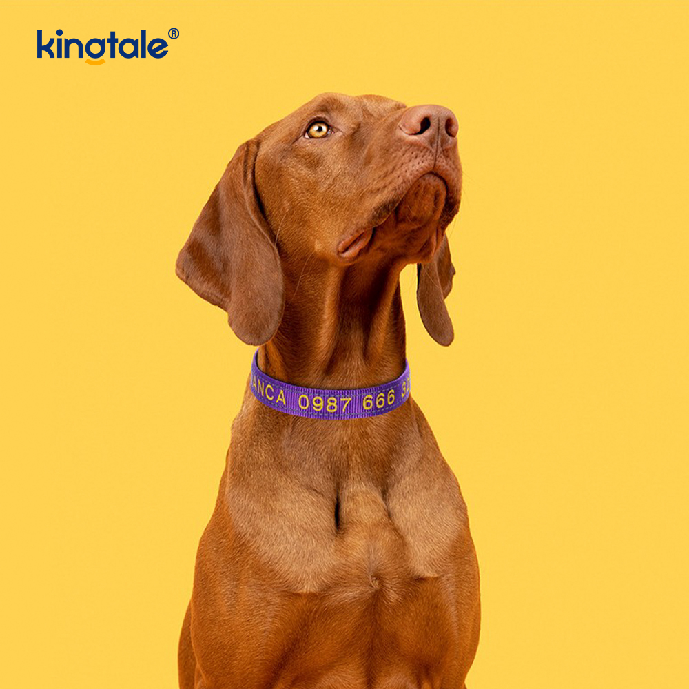 El diseño de hebilla codificada del collar de perro de servicio para prevenir accidentes advierte