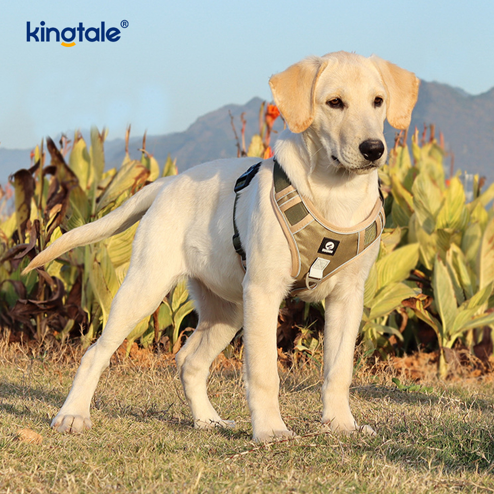 Arnés respirable ajustable reflexivo del deporte del remache de nylon con el correo de perro