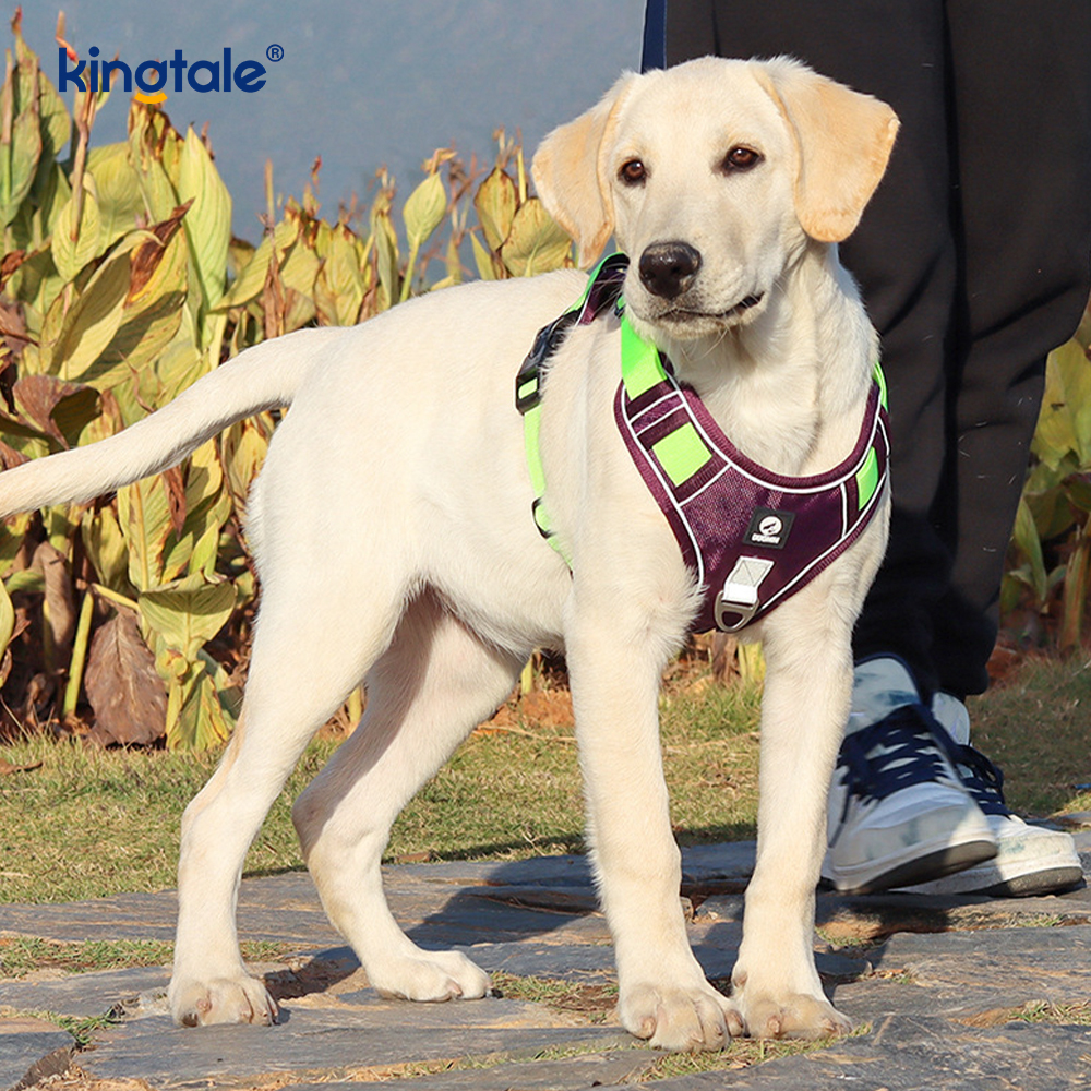 Arnés respirable ajustable reflexivo del deporte del remache de nylon con el correo de perro