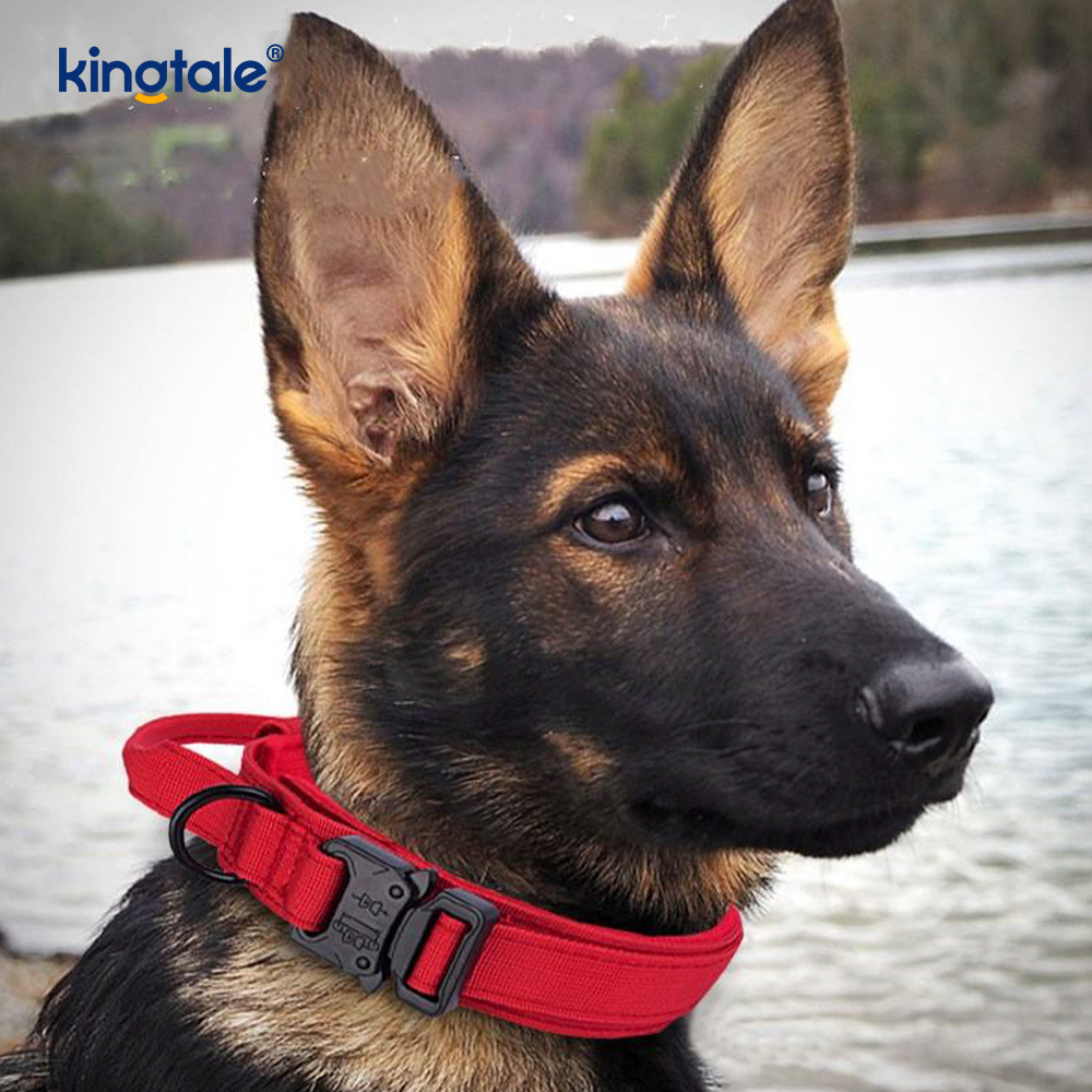 CutsomTraining Mango de control de nailon Collar con hebilla de metal